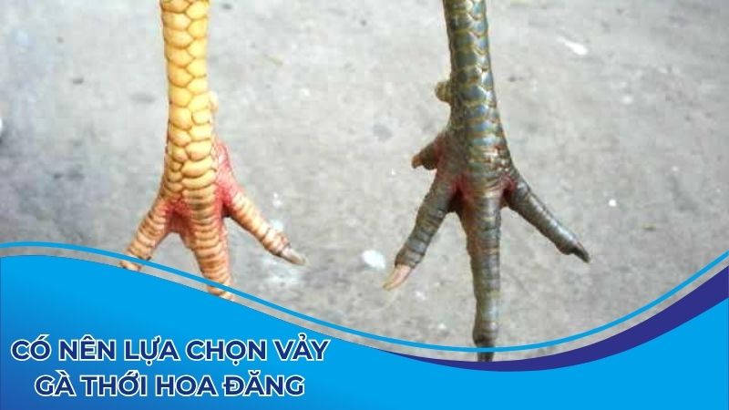 Có nên lựa chọn vảy gà thới hoa đăng