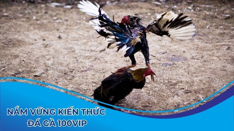 Nắm vững kiến thức chơi đá gà