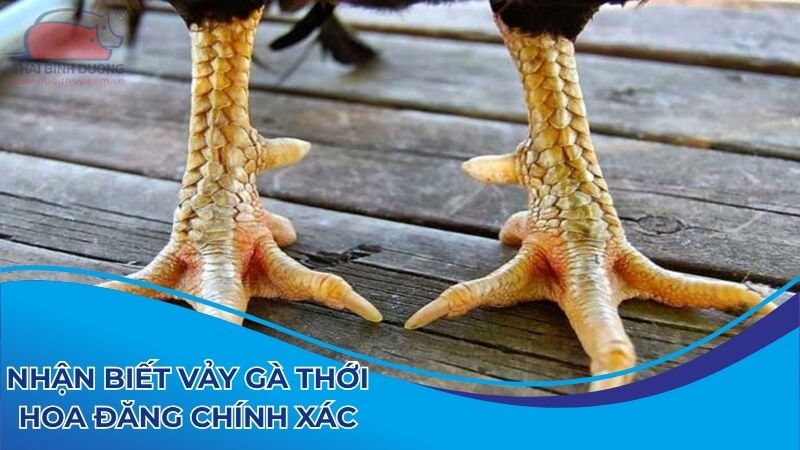 Nhận biết vảy gà thới hoa đăng chính xác