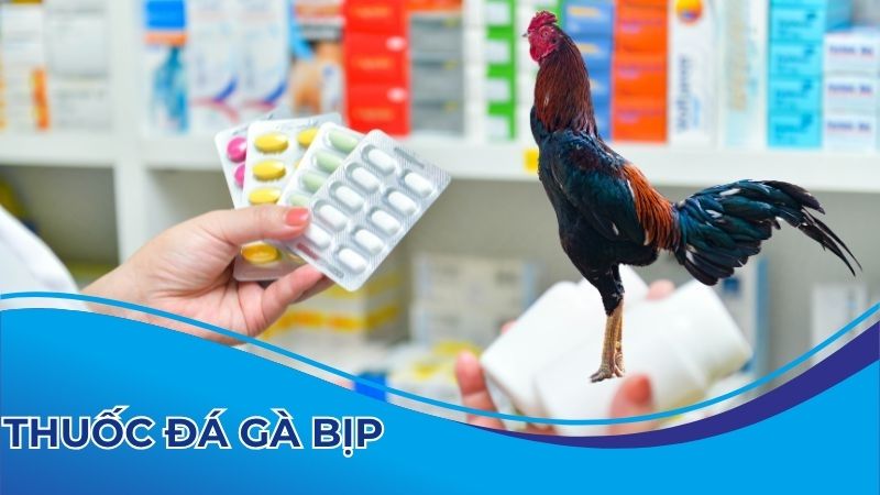 Thuốc đá gà bịp là dạng thuốc không tốt cho gà