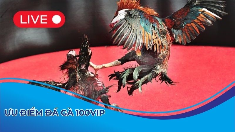 Ưu điểm khi chơi cược gà ở 100vip