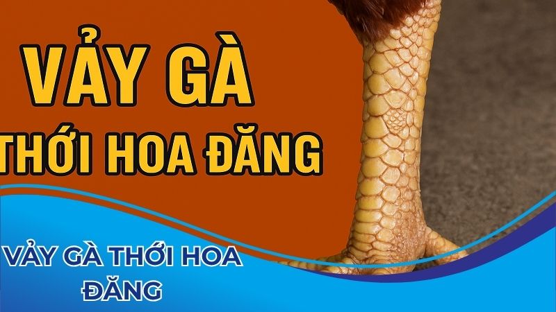 Tìm hiểu về vảy gà thới hoa đăng
